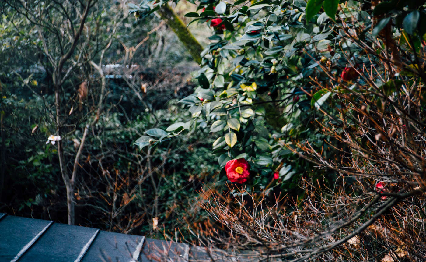 杖立温泉　お店3